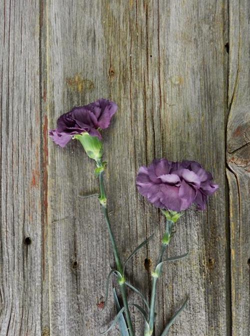 EXTASIS PURPLE CARNATIONS